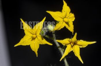 EA295804, Eastpress , Porvoo, Finland